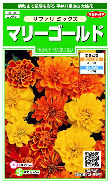 晩秋まで花壇を彩る　平弁八重咲き大輪花。
