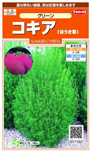 サカタのタネ｜SAKATA SEED CORPORATION 実咲 コキア （ほうき草）グリーン 実咲 907180
