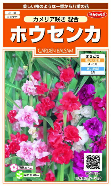 サカタのタネ｜SAKATA SEED CORPORATION 実咲 ホウセンカ カメリア咲き混合 実咲 9...