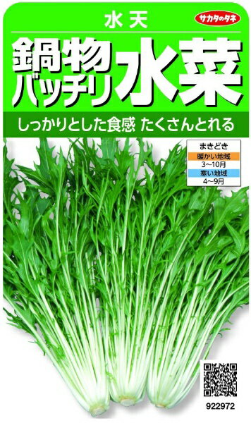 サカタのタネ｜SAKATA SEED CORPORATION 実咲 鍋物バッチリ水菜 水天 実咲 922972