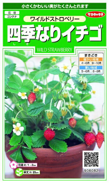 サカタのタネ｜SAKATA SEED CORPORATION 実咲 四季なりイチゴ ワイルドストロベリー 実咲 906082