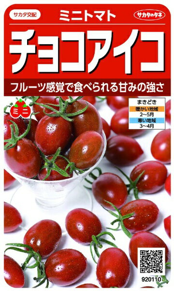 サカタのタネ｜SAKATA SEED CORPORATION 実咲 チョコアイコ ミニトマト 実咲 920110