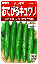 サカタのタネ｜SAKATA SEED CORPORATION 実咲 おてがるキュウリ よしなり 実咲 920405