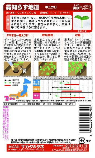 サカタのタネ｜SAKATA SEED CORPORATION 実咲 霜知らず地這 キュウリ 実咲 920470