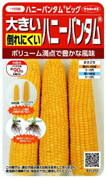 サカタのタネ｜SAKATA SEED CORPORATION 実咲 倒れにくい大きいハニーバンタム ハニーバンタムビッグ 実咲 921273