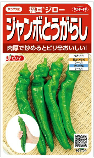 肉厚で、炒めるとピリ辛でおいしい。