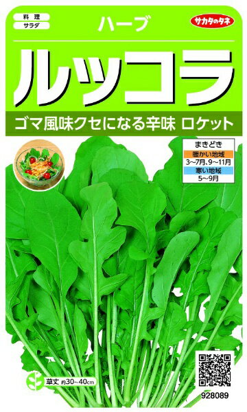 サカタのタネ｜SAKATA SEED CORPORATION 実咲 ハーブ ルッコラ（ロケット） 実咲 928089