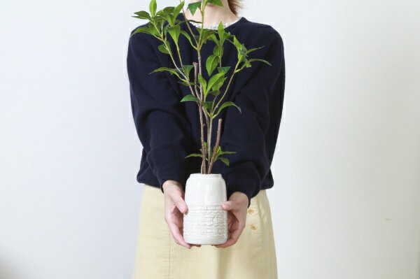 不二貿易｜Fuji Boeki フェイクグリーン セラミックポット ギンモクセイ 41133