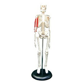 からだのいろいろな部分の骨や筋肉のつくりと動き方を調べます。商品仕様●サイズ／全高460mm●材質／ポリ塩化ビニル(骨)、ゴム(筋肉)●台付き、腕・脚曲げ伸ばし可能小型人体骨格模型（筋肉付）CT－M【学習用品/実験用品】