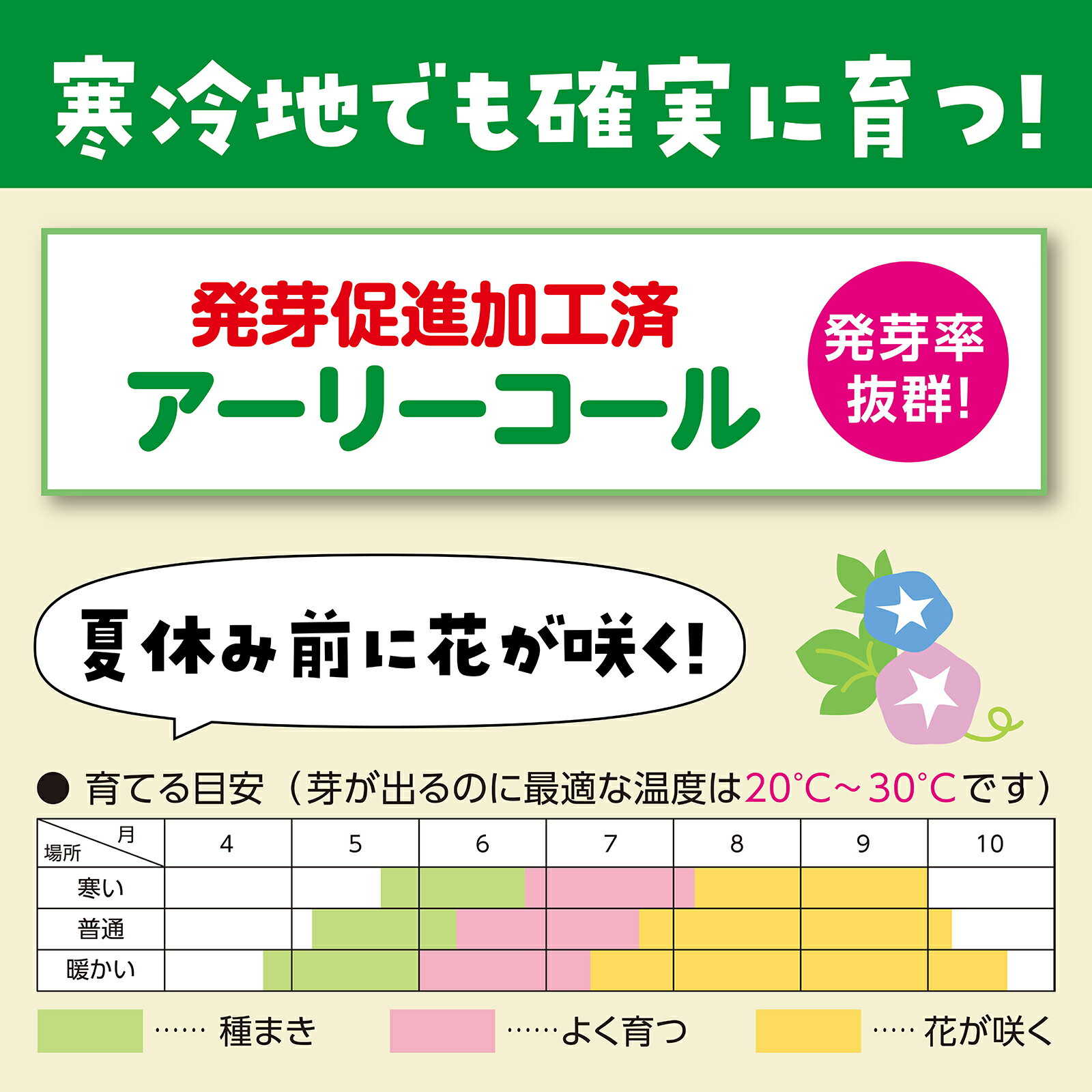 あさがおの種(追肥付)（生物 栽培 朝顔の種 夏休み 観察日記 理科 自由研究セット 工作キット アサガオのたね）