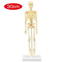 人体骨格模型 30cm(生物 模型 医療系教育 メディカル)