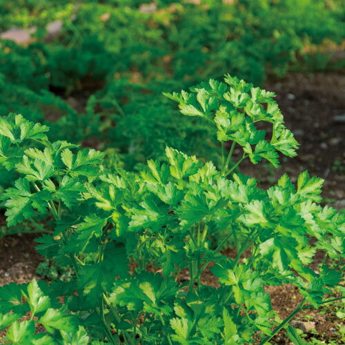 カプセルガーデン イタリアンパセリ（夏休み 自由研究 夏休み 冬休み 理科 自由研究セット 工作キット ..