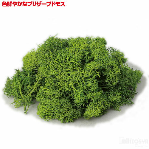アイスランドモスフレッシュグリーン（工作キット ホビー ウォードの箱 コケリウム レイアウト 飾り石）