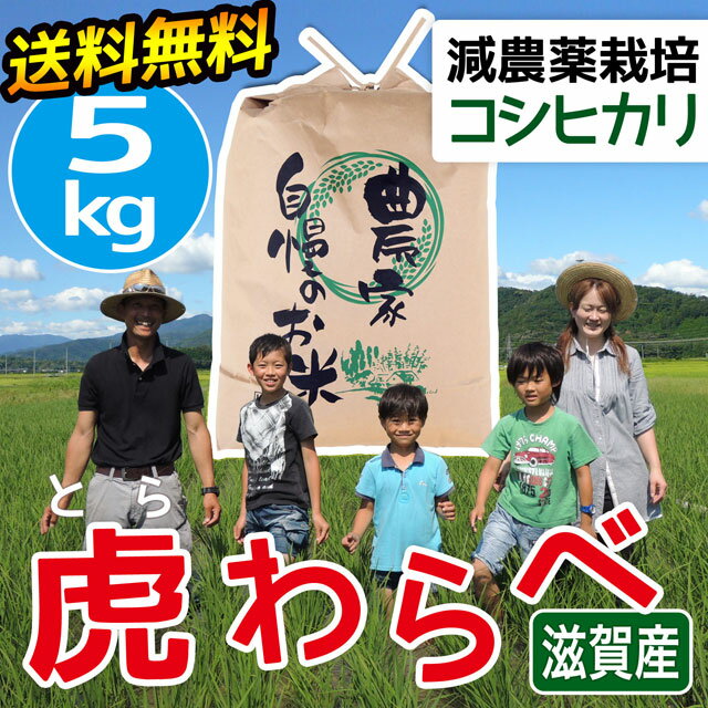 【新米予約※収穫後発送 9月中旬頃予定】令和4年産 2022年産 滋賀産 検査一等米 砂地米 コシヒカリ 虎わらべ 5kg 送料無料 白米 無洗米 玄米 分つき精米 農家直送 減農薬米 酵素玄米用 近江米 お米 農家直送 ファーム虎姫 琵琶近江商店