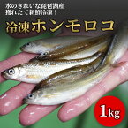 びわ湖産 天然ホンモロコ 冷凍 調理用 1000g もろこ モロコ 滋賀 漁師直送 産地直送 国産 佃煮 天ぷら 甘露煮 からあげ 食材 鮮魚 新物 自家製 魚友商店 琵琶近江商店 送料無料