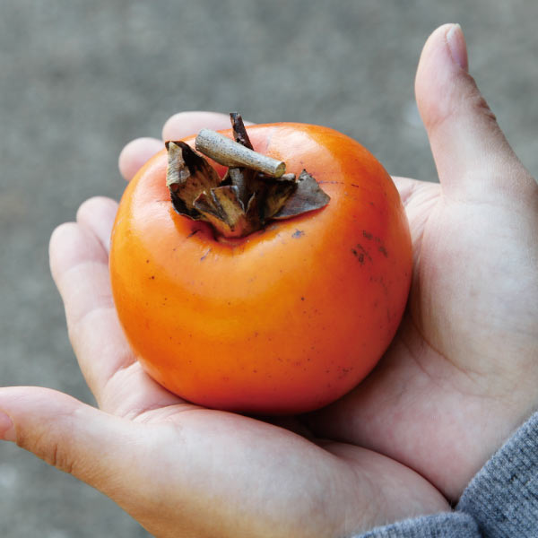 送料無料　熊本県産　干し柿用　渋柿　4キロ　無農薬品　数量限定　甘さ抜群　あんぽ柿　02P05Sep15のサムネイル