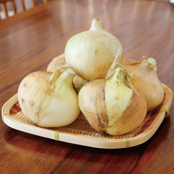 送料無料　熊本県産　サラダタマネギ　M〜L玉　4キロ　ハウス品　玉ねぎ　玉ネギ　玉葱　たまねぎ　農家 ...