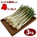 島らっきょう 土付き 送料無料 生 3kg 島ラッキョウ しまらっきょう 伊江島 沖縄 らっきょう 漬物 塩漬け キムチ ポン酢 栽培 種 苗 沖縄野菜 ふるさと