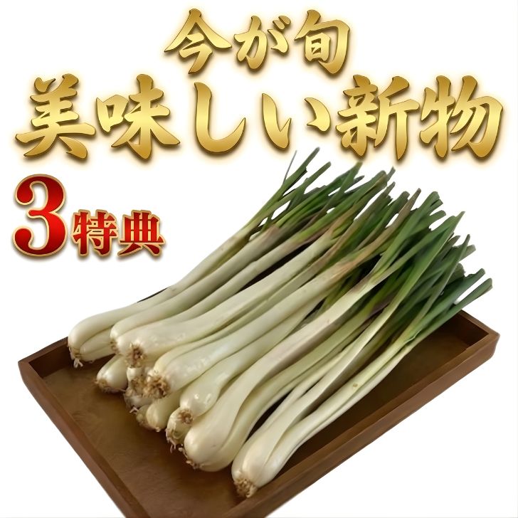 島らっきょう 1kg 沖縄 伊江島産 新物 旬 2026年 泥付 送料無料 野菜 生 土付き 沖縄県産 産地直送 島..