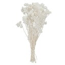 オオチノウエン(Ohchinouen) 大地農園 ドライフラワー クリスパム シロ 約L30.0cm 15G入 DO030140-011