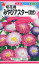 株式会社トーホク 切花用みやびアスター(混合) 04372