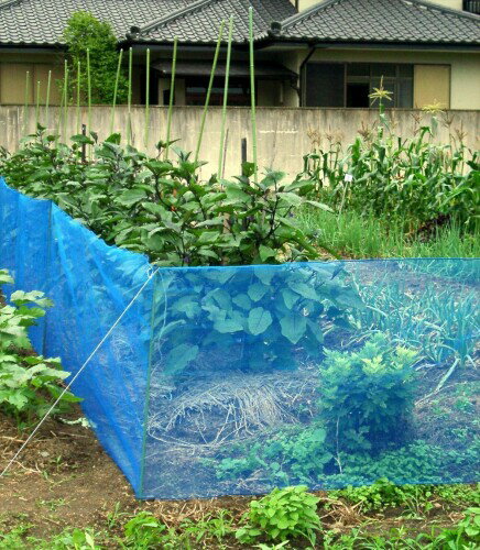 ������ �����ͥå� 140 2��5m �֥롼