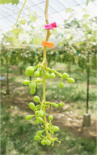 ������ ���٥ޡ����� �ӥӥäȥԥ� 500������ VVT-PI05