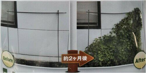 ��ꥷ��(Morisita) �Ĥ����ѥͥå� 1.8m��2.7m �ۥ磻��