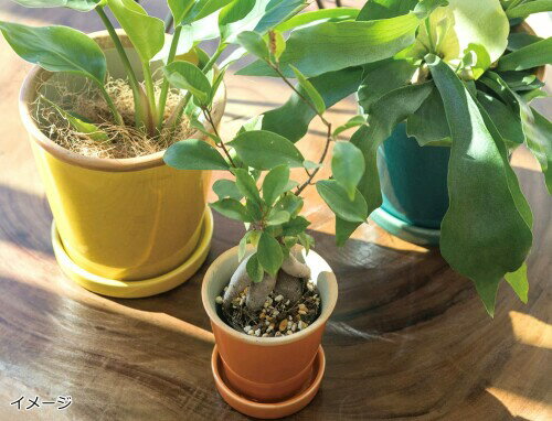 POSH LIVING(�ݥå����ӥ�) �����å����ݥå� ���Ρ� ����������[�ե���]16 H16.5 30761