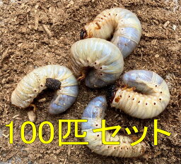 BIGHORN 国産カブトムシ3令幼虫 100匹セット