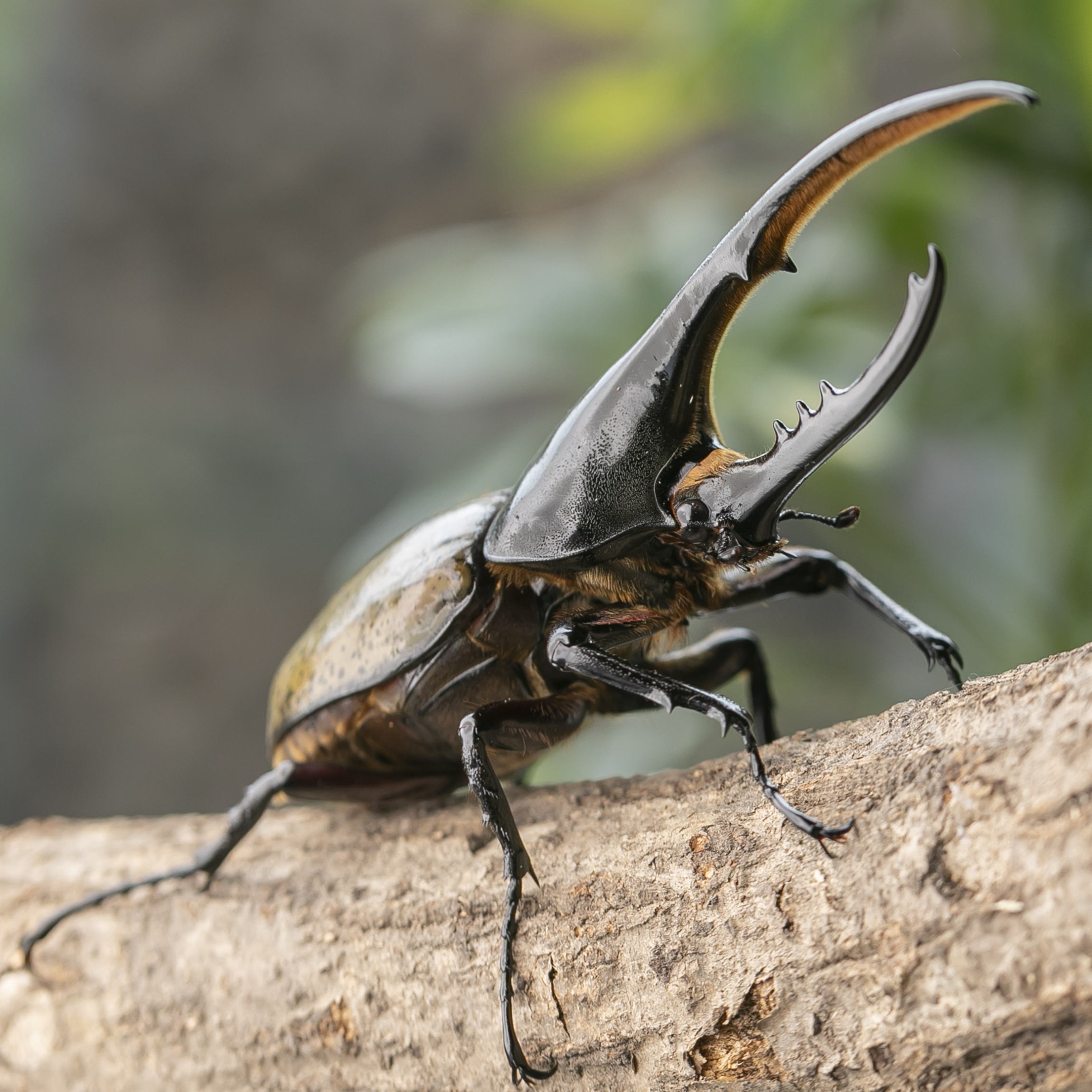 グラントシロカブト 新成虫 未使用 生体 ♂♀大型ペア ♂73.2mm ♀52.2mm 黒点の少ない血統 外国産カブトムシ 白いカブトムシ ペット 別名ホワイトヘラクレス 昆虫 (発送:60サイズ)