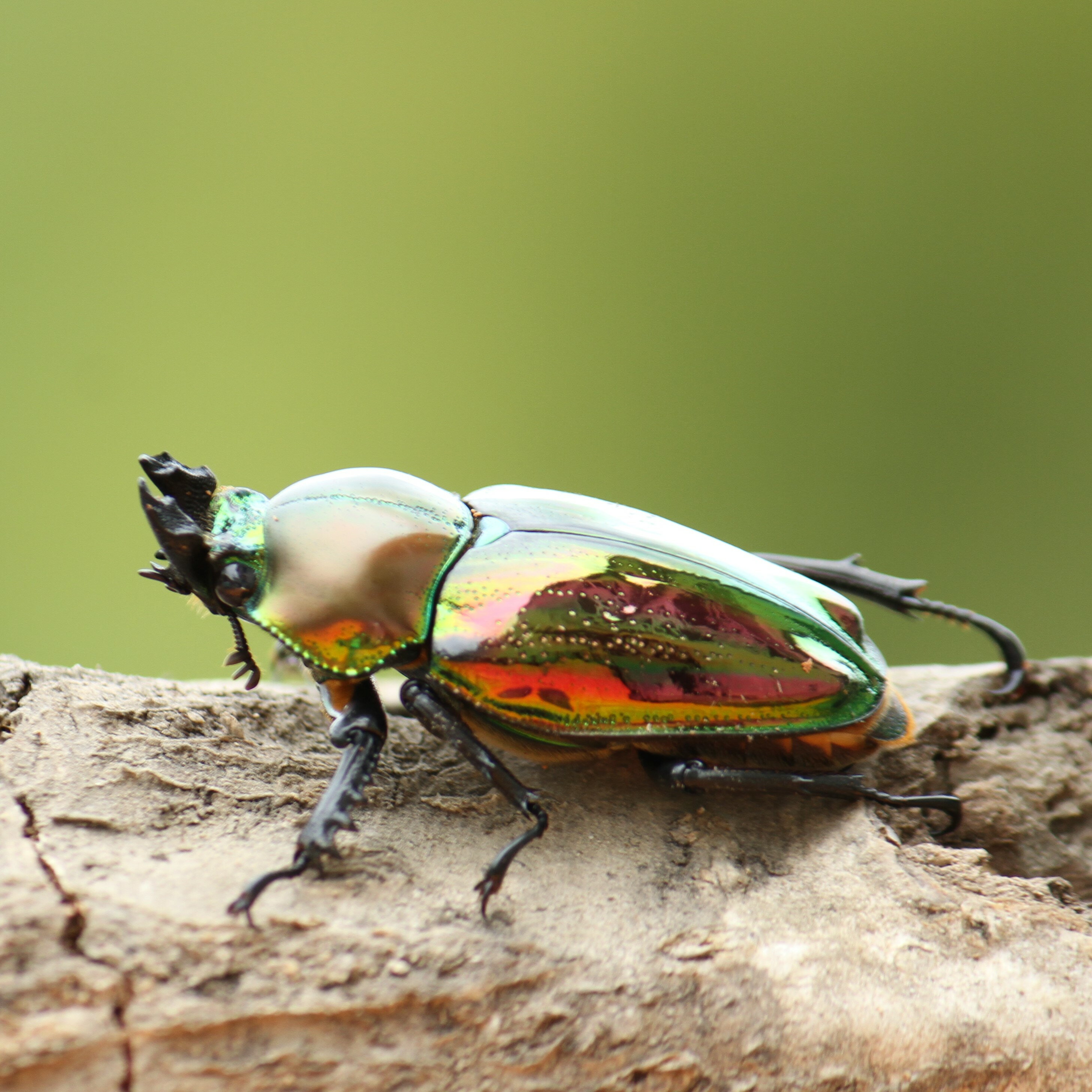 BIGHORN �˥��������塞�� 40�ߥ�UP�ڥ� �����󥺥��ɻ� ���� ���񻺥��塞���ॷ �����ν���ʤ��վ�����Ͽ���ʥ��Х�����ʤ���饱����(�ߥ�)2���դ�