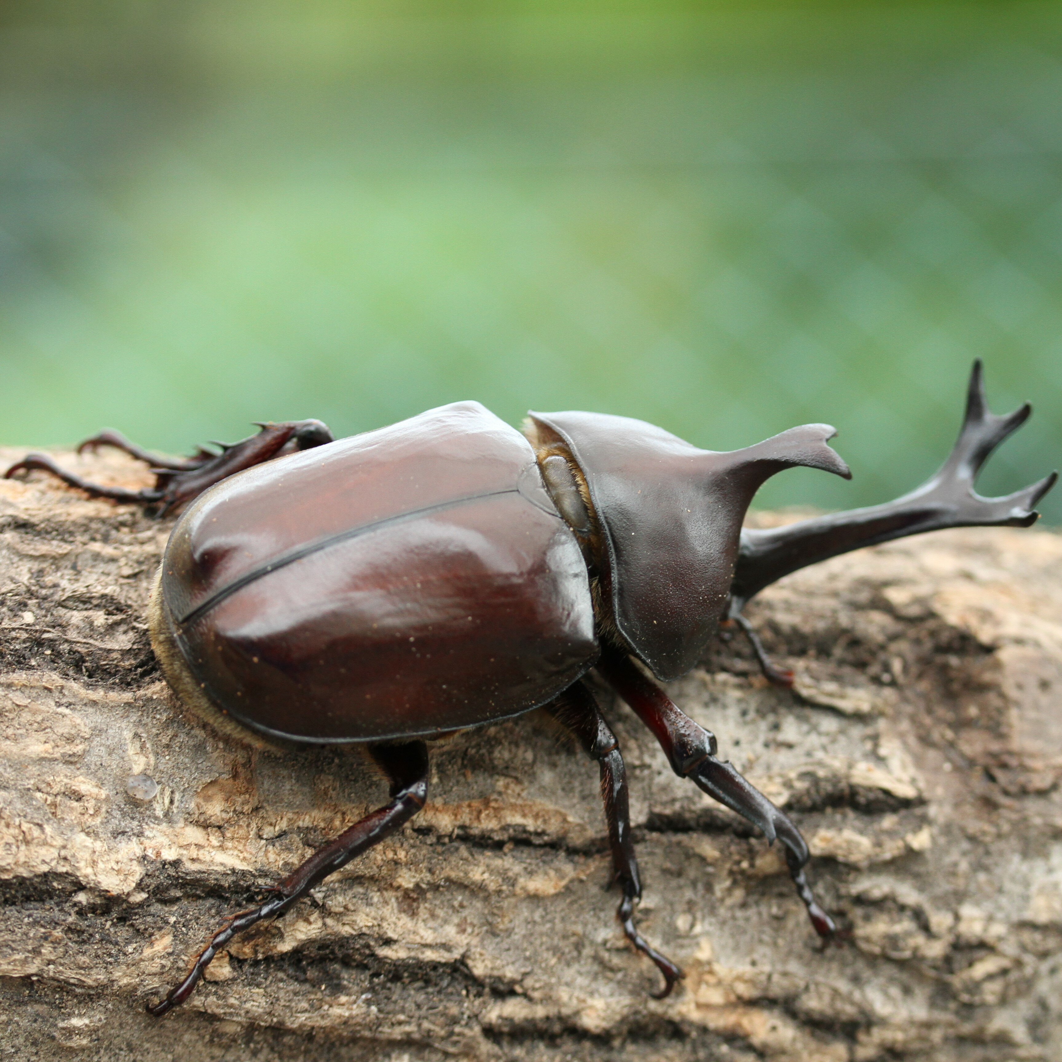 乐天商城 - BIG HORN 国産 カブトムシ 生体 オス単品MLサイズ プリンカップ入り オス 飼育してみよう 養殖物 カブトムシ