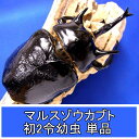 BIGHORN マルスゾウカブト初2令幼虫 単品 イキトス産 外国産カブトムシ その1