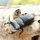 和名：オオクワガタ 学名：Dorcus hopei binodulsus 産地：日本（津山） 累代：CB サイズ：♂70ミリup　♀フリーサイズ 羽化：羽化後1か月～半年前後 ※画像は参考写真です。 　若干の計測誤差・傷・へこみ等はご了承ください。