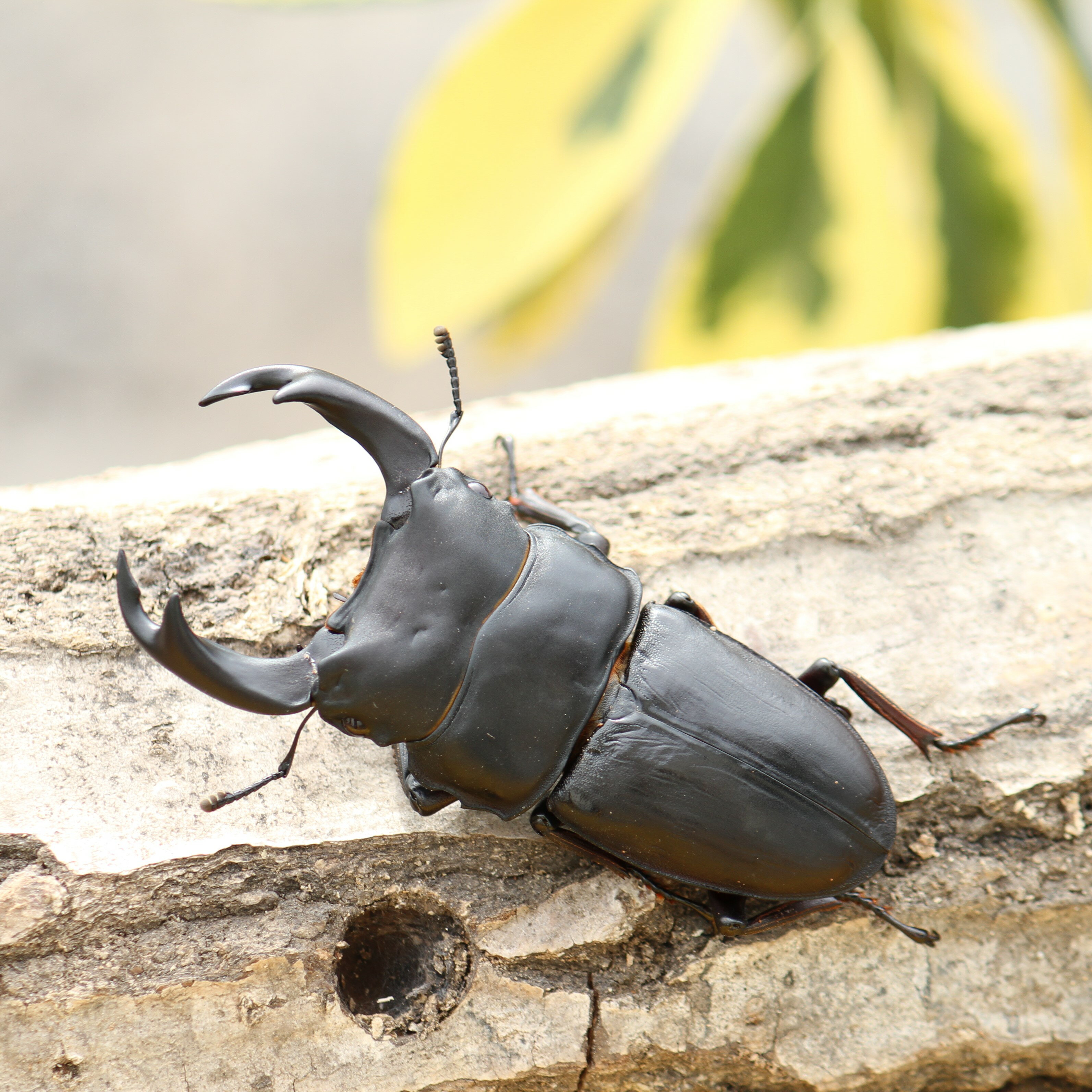 BIGHORN �������塞����2������ ñ�� ������ �񻺥��塞���ॷ MIKU