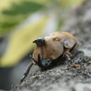 BIGHORN サビイロカブト成虫ペア Mサイズ 真似の出来ない意匠権登録商品コバエさよなら飼育ケースミニ2個付き かわいい 外国産 カブトムシ オス メス 昆...
