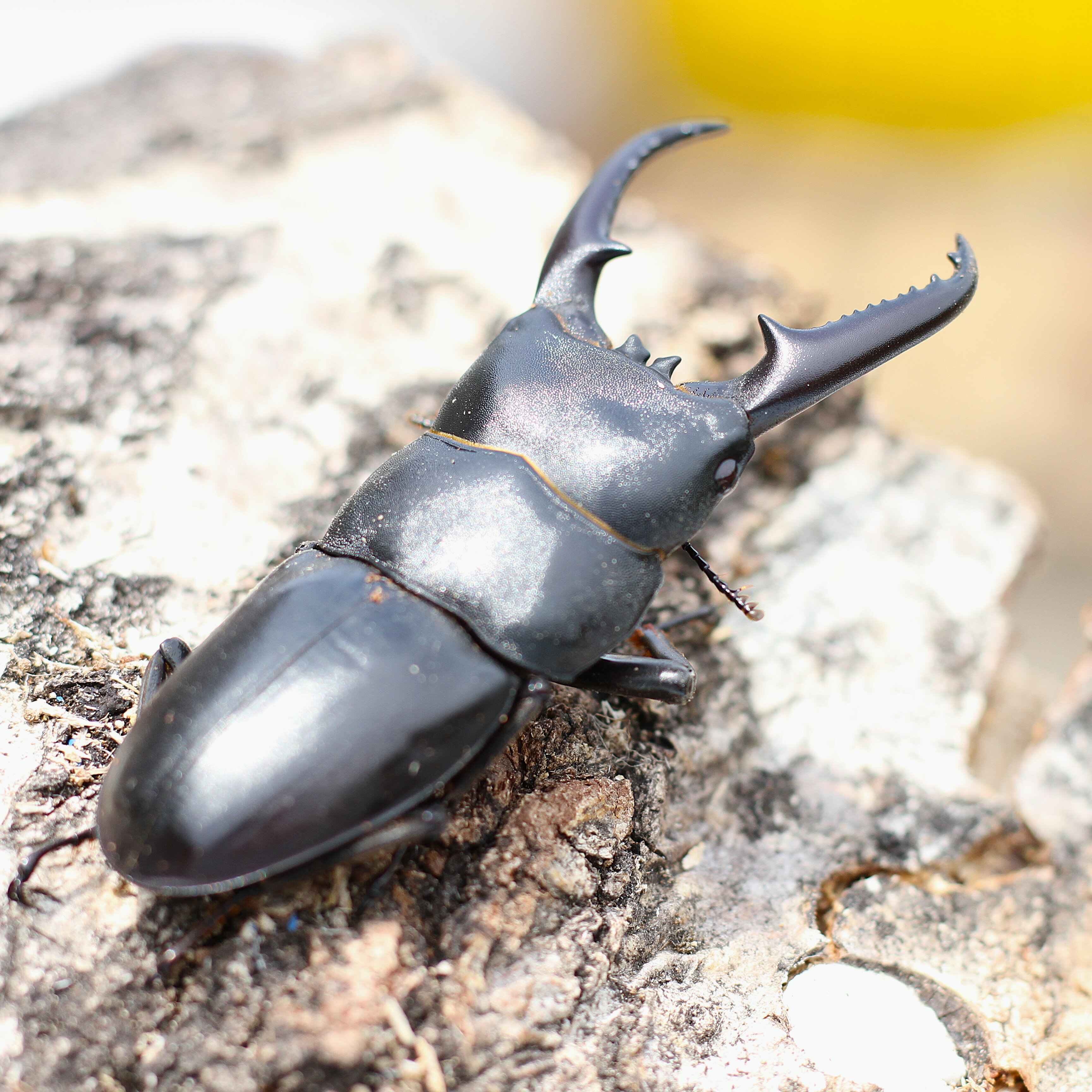 BIGHORN ツシマヒラタクワガタ♂70ミリUP 成虫ペア 生体 国産クワガタムシ MIKU 真似の出来ない意匠権登録商品コバエさよなら飼育ケース(ミニ)2個付き