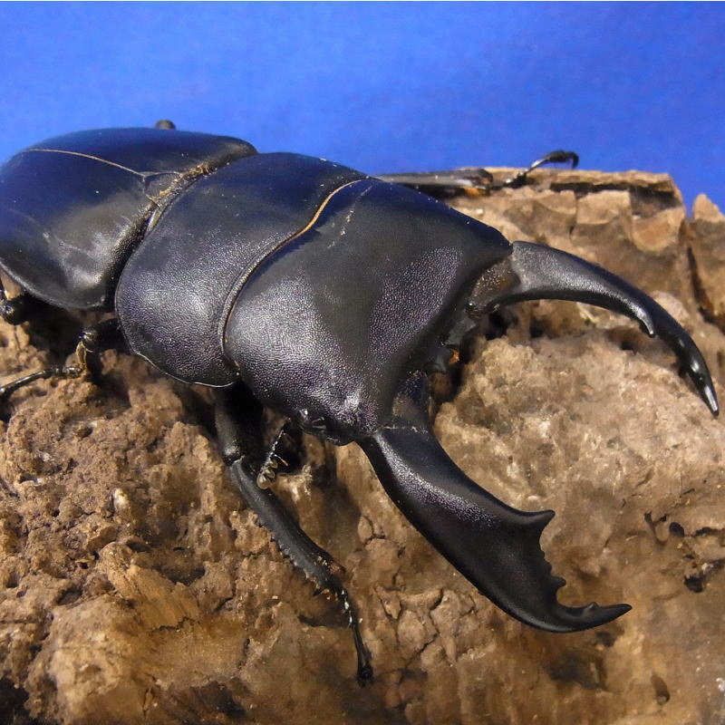 BIGHORN 　テイオウヒラタクワガタ♂90ミリ成虫ペア カタンドゥアネス産 生体 外国産クワガタムシ MIKU