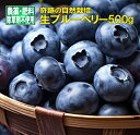 これはうまい! 北村ブルーベリー農園 自然栽培 今が旬の奇跡の生ブルーベリー 500g(約470g+箱の重さ含め) 農薬完全不使用 無肥料 除草剤不使用 防腐剤・防カビ剤不使用 もちろん無添加無着色だからそのまま生食で皮ごと食べても安心安全でとてもおいしい 朝採れ 手摘み