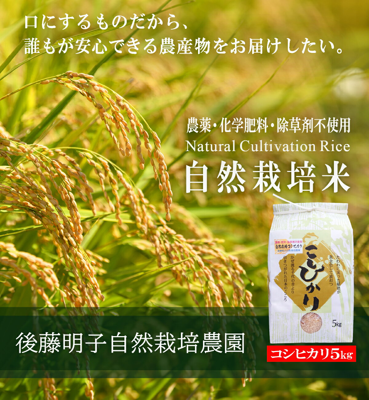 熊本県阿蘇山の外輪山の山麓で、後藤明子さんはお米作りを営んでいます。農薬や肥料、栽培期間中は除草剤を一切使わない、自然栽培によるコシヒカリです。　【栽培期間中無農薬・無化学肥料・除草剤不使用】 玄米 令和7年度新米 コシヒカリ 5kg 熊本県産 阿蘇山麓の後藤明子自然栽培農園 自然栽培米 複数原料米(ブレンド米）ではなくて コシヒカリのみの単一原料米 精米改良剤(プラスチック米)一切不使用 なので安心して食べられる