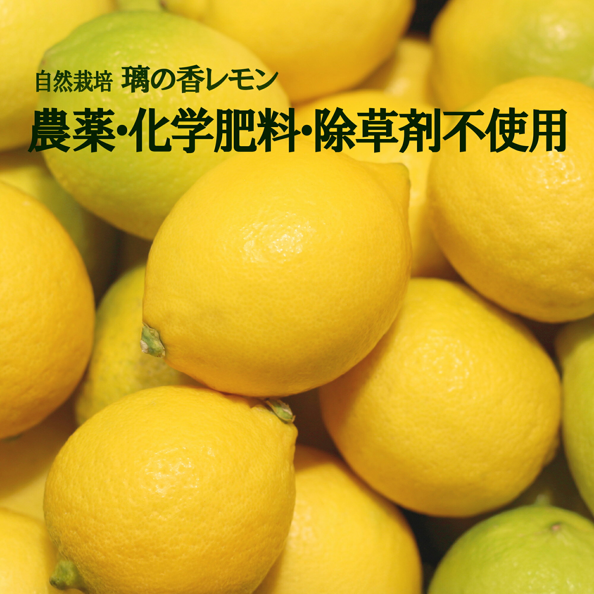 熊本県産 自然栽培 奇跡の璃の香(りのか)レモン 2kgから5kg ア・ベリーガーデン 奇跡のりんご木村秋則さんの指導を受けた 氏家さんの自然栽培 農薬完全不使用 化学肥料不使用 除草剤不使用 ノーワックス 防腐剤 防カビ剤不使用