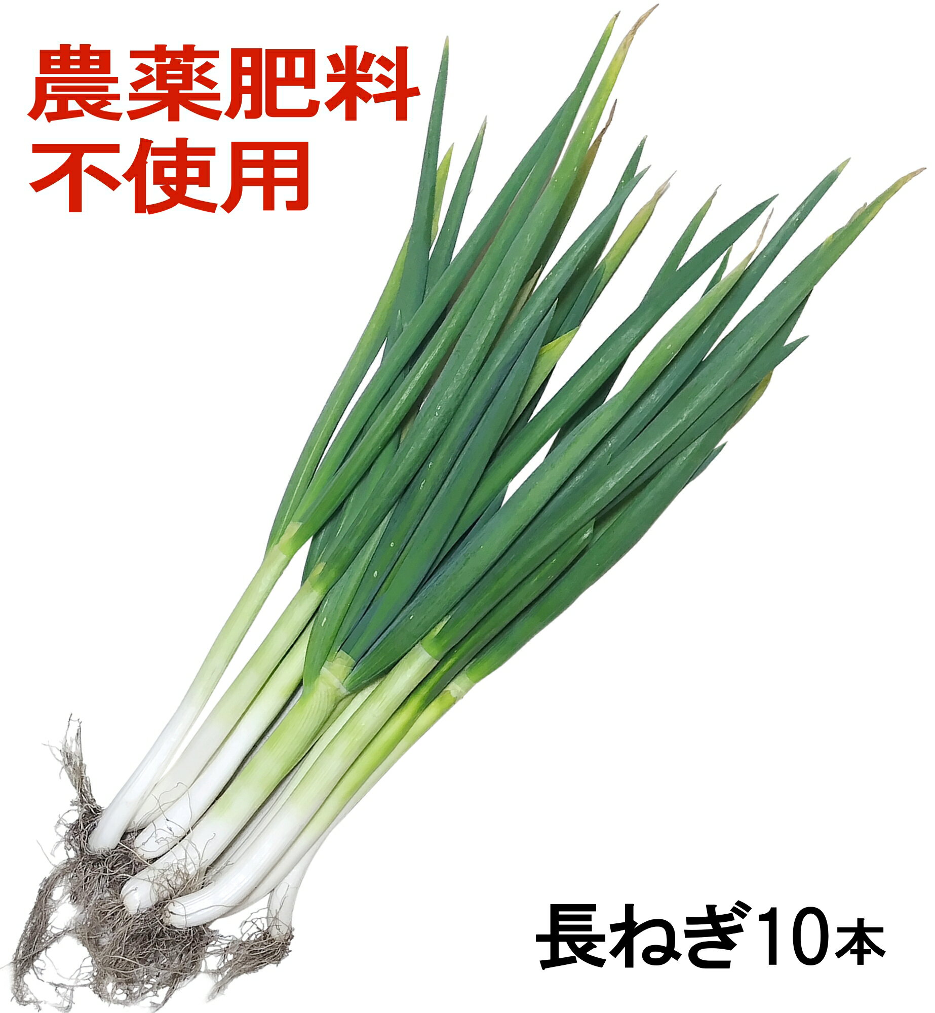 これはうまい！ 群馬県産 自然栽培 奇跡の 長ねぎ 10本 農薬不使用 化学肥料も有機肥料も肥毒をもたらすので完全不使用 除草剤不使用 防腐剤・防カビ剤不使用 安心して食べられる 無肥料栽培中島 標高800mの自然栽培農園、あの木村秋則さん...