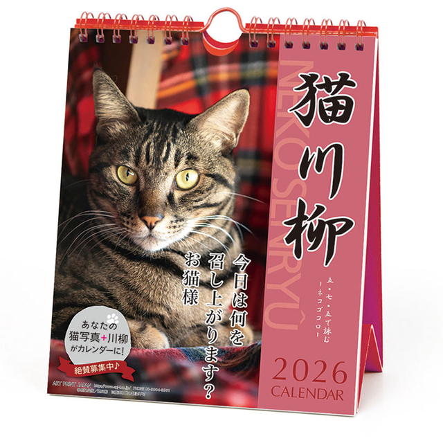 猫川柳 週めくり 卓上/壁掛 2026年 ( 令和8年 ) カレンダー CL-388【同梱不可】【ヒラcal】
