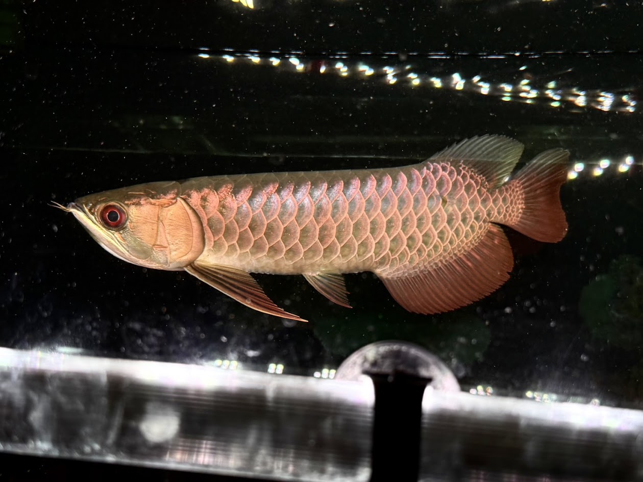 F10　過背金龍　ブキットメラブルーベースクロスバック　25cm前後　登録票番号 第250-007366号 証明書あり アジアアロワナ アロワナ マレーシアゴールデン