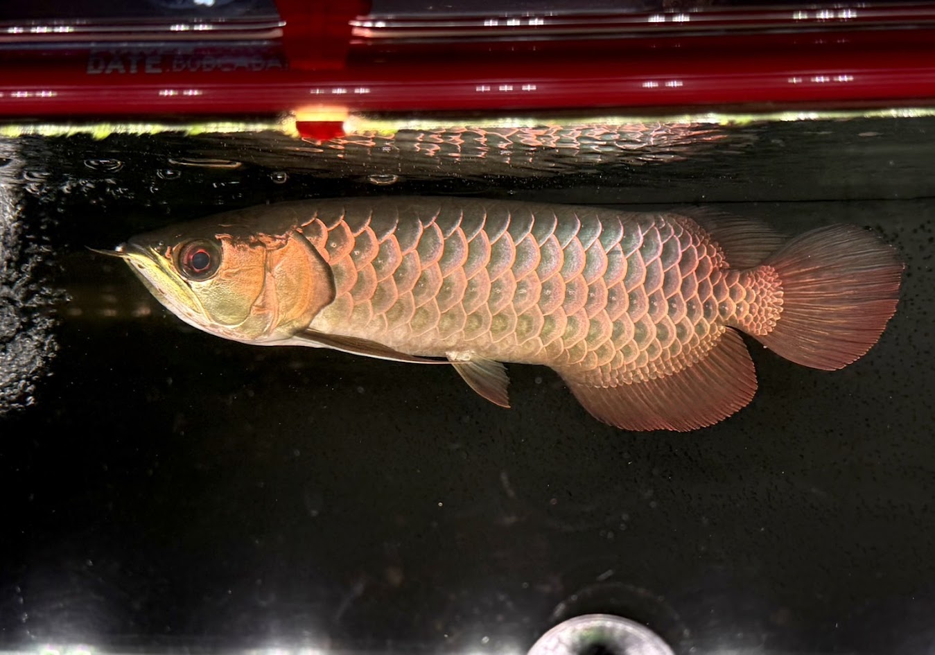 F13　過背金龍　ブキットメラブルーベースクロスバック　25cm前後　登録票番号 第250-007364号 証明書あり アジアアロワナ アロワナ マレーシアゴールデン