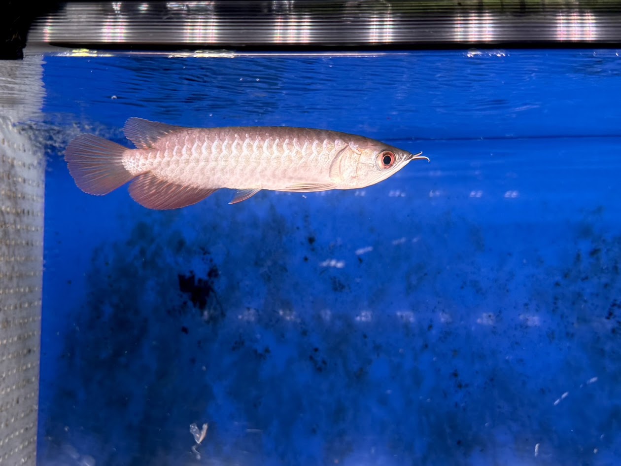 売り切り　淡いパールブルー光沢を放つ髙背金龍『　ハイバックゴールデン・アロワナ　』ワイドボディスペシャル、ＮＯ2480　23ｃｍ± 宋坑天然石 端渓 硯 唐木箱付き