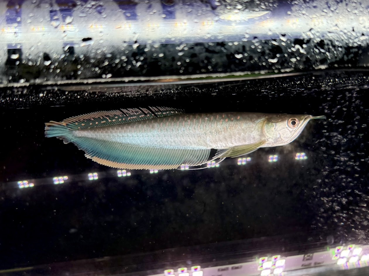 A21　ブルーブラックアロワナ　25cm前後　ブラジル ワイルド 安心サイズ 大型魚 古代魚 熱帯魚 アロワナ 南米 綺麗