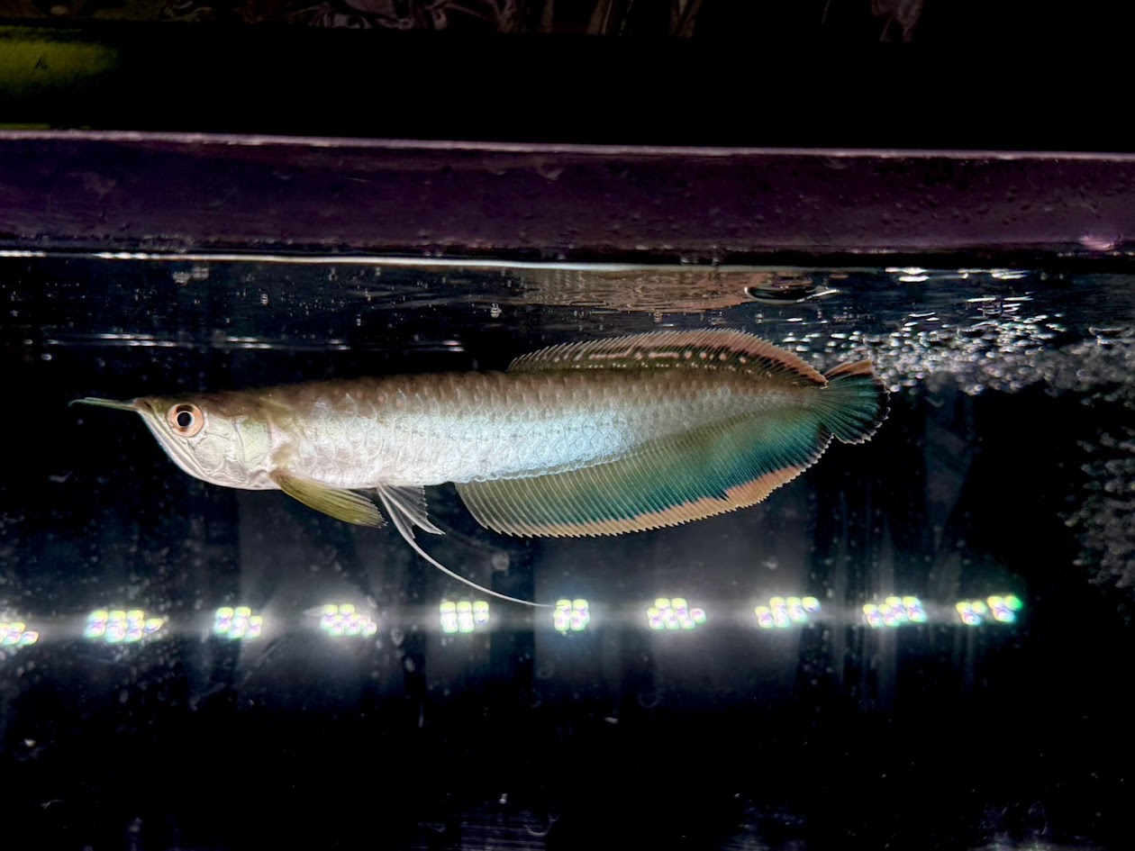 A11　ブルーブラックアロワナ　24cm前後　ブラジル ワイルド 安心サイズ 大型魚 古代魚 熱帯魚 アロワナ 南米 綺麗