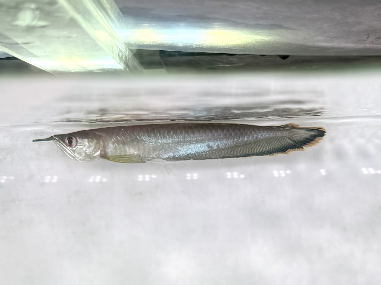 H02　ブルーブラックアロワナ　19cm前後　ブラジル ワイルド 安心サイズ 大型魚 古代魚 熱帯魚 アロワナ 南米 綺麗